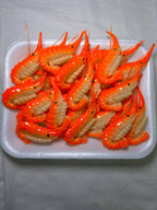Shrimp Kitchen Magnet