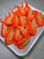 Shrimp Kitchen Magnet